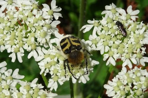 Réf. 216 948 : Trichius fasciatus